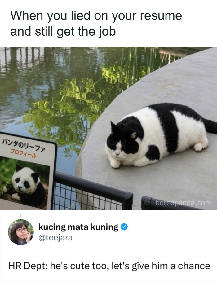 A meme of a black and white cat that looks like a panda next to a sign with a picture of a panda. The caption reads, 'When you lied on your resume and still get the job' and below, 'HR Dept: he's cute too, let's give him a chance.'