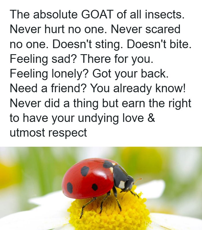 An adorable ladybug on a flower, representing the GOAT of insects, a funny animal meme.
