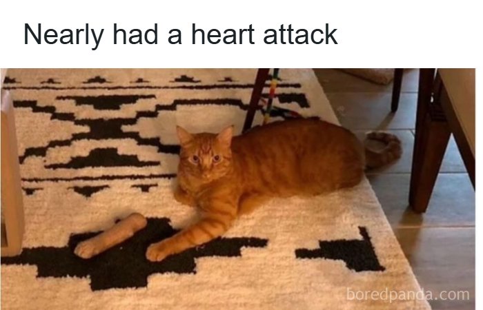 An orange cat resembling a detached limb on a rug in a funny animal meme, illustrating animal memes.