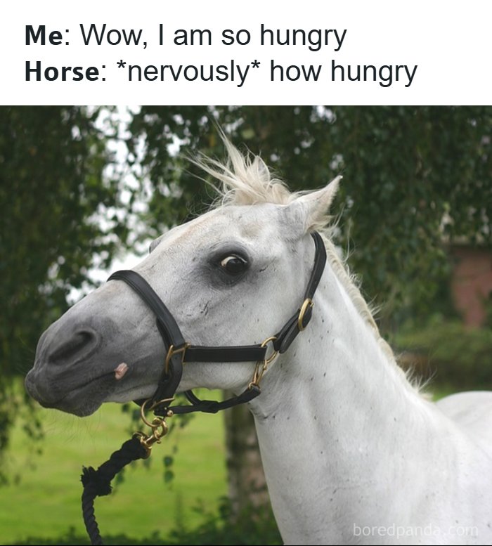 A hilarious meme with a nervously looking white horse, questioning how hungry someone is after they declare hunger.