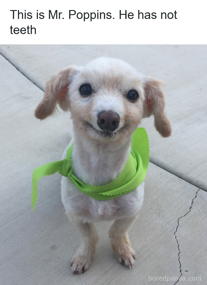 A smiling small dog with no teeth wearing a green scarf in a funny animal meme, illustrating animal memes.