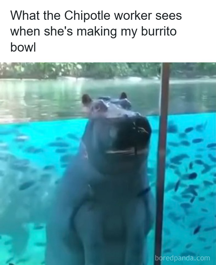A funny meme of a hippopotamus underwater with fish, looking up with wide eyes, captioned about Chipotle burrito bowls.