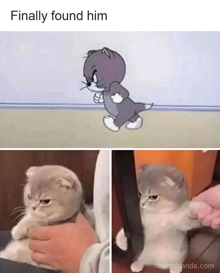 A funny animal meme features a kitten looking angry, mimicking a cartoon character, making an adorable animal meme.