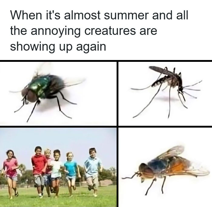 Funny animal meme showing a fly, mosquito, kids, and a horsefly as annoying creatures appearing in summer.