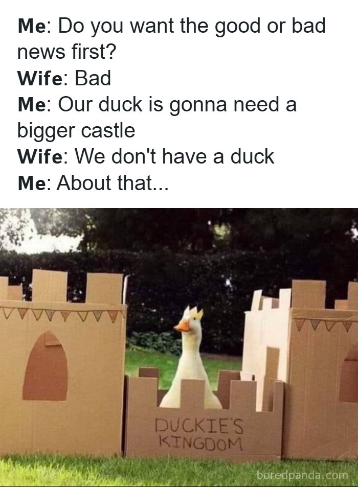 A duck in a cardboard castle in a funny animal meme, illustrating animal memes.