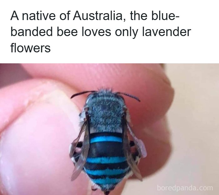 A funny animal meme featuring a close-up of a blue-banded bee, with text about its preference for lavender flowers.