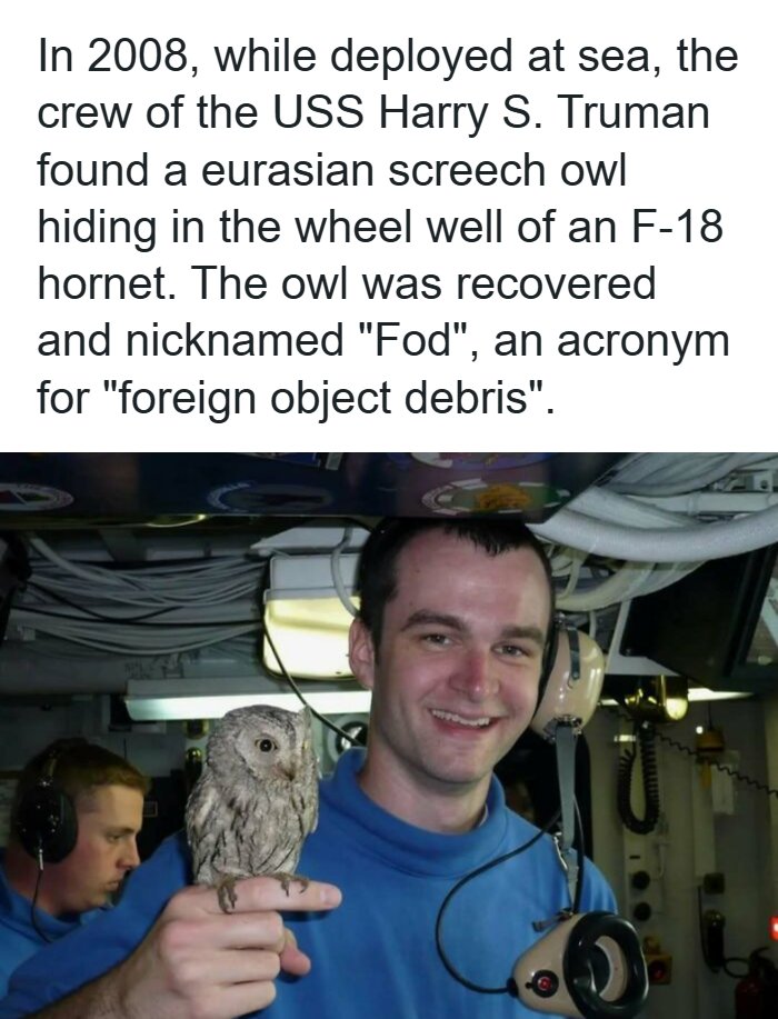 A man smiles holding a small screech owl on his finger in a remarkable photo showing the past
