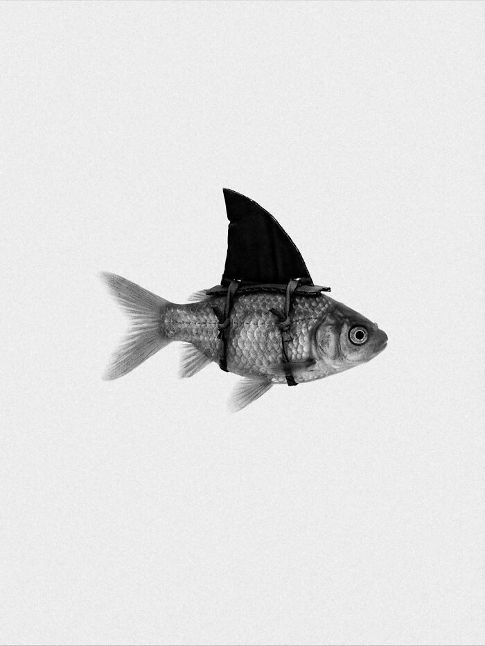 A small fish with a shark fin strapped to its back, a surreal and dystopian image by Marcus Wallinder.