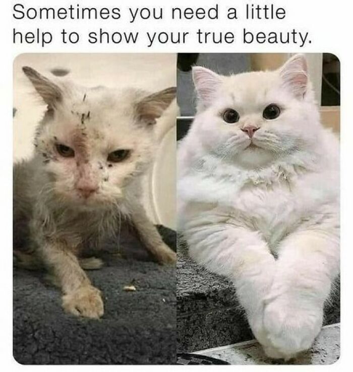 Funny cat memes: a before-and-after image of a cat, showing its transformation from dirty to fluffy and white.