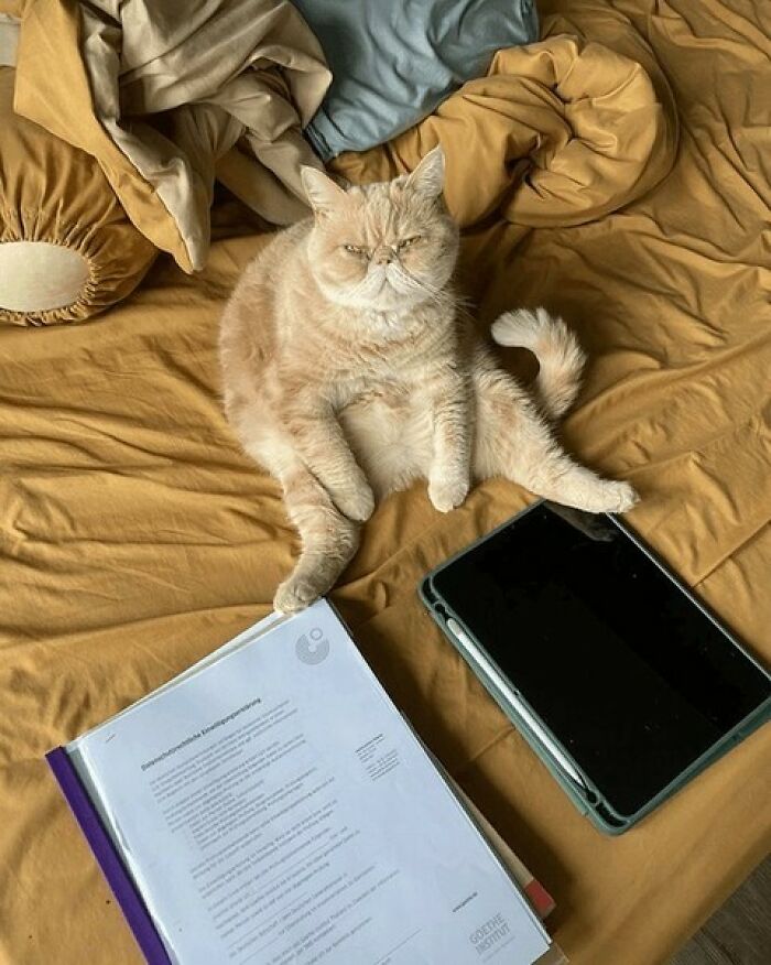 Hilarious cat at work sitting on a bed next to documents and a tablet, looking very serious.