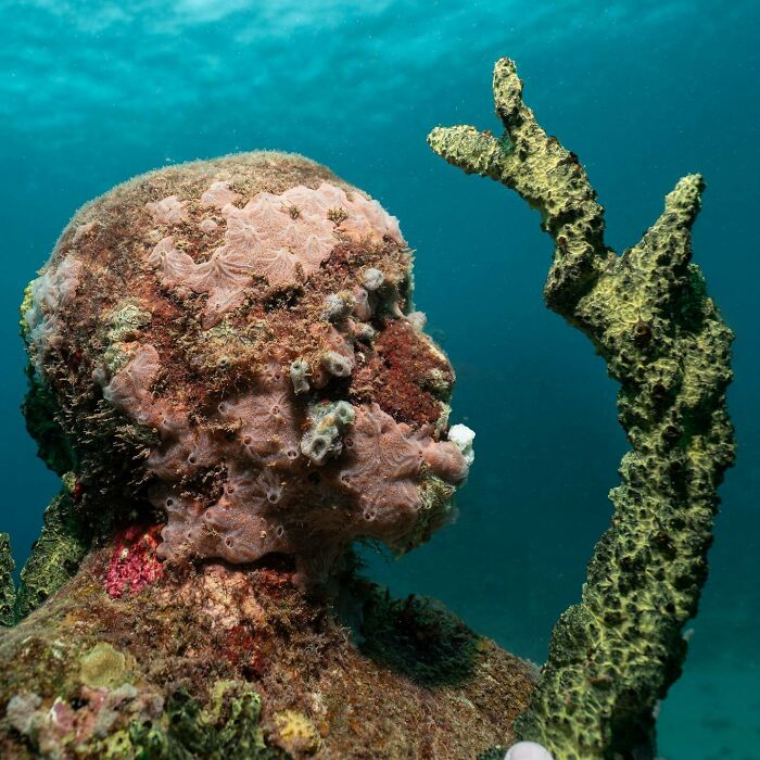 Close-up of an underwater sculpture covered in coral, highlighting marine life and ocean art.