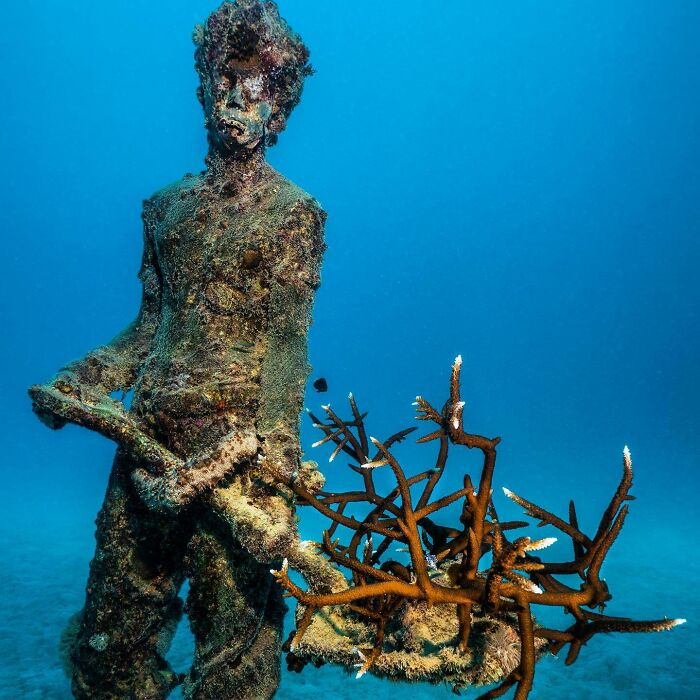 An artist's underwater sculpture adorned with coral, supporting marine life in an ocean art gallery.