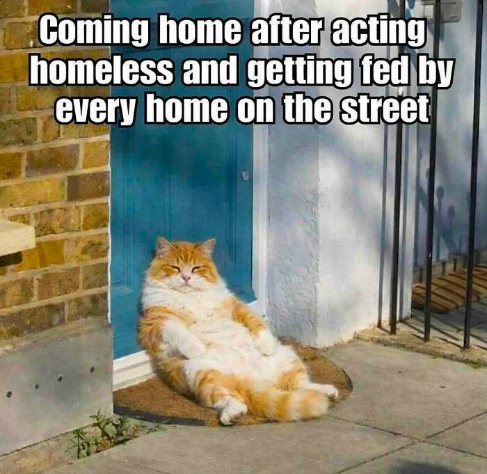 Funny cat memes: A fluffy ginger and white cat relaxing by a door after being fed by neighbors.