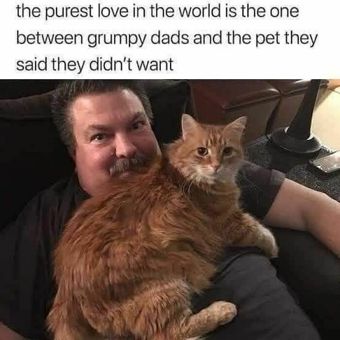 A man with a mustache affectionately holding a fluffy ginger cat on his lap, a funny cat meme showcasing their bond.