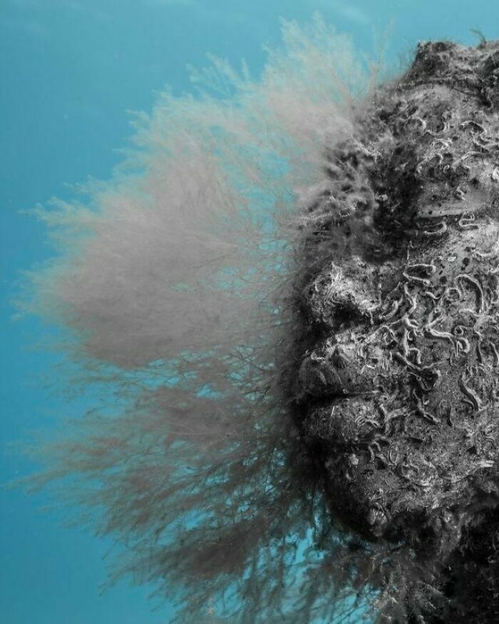 Underwater sculpture with marine growth, transforming the ocean floor into an art gallery.
