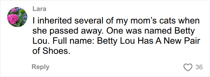 A social media comment about pet names, mentioning a cat named Betty Lou Has A New Pair of Shoes. This highlights ridiculous pet names. A social media comment about pet names, mentioning a cat named Betty Lou Has A New Pair of Shoes. This highlights ridiculous pet names.
