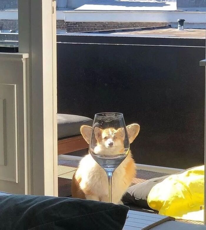 A photographer captures a corgi behind a wine glass, making its ears appear like part of the glass.