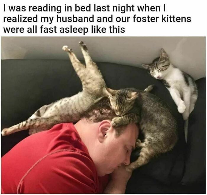 Funny cat meme of a man and two cats asleep in bed, lifting spirits with furry friends.