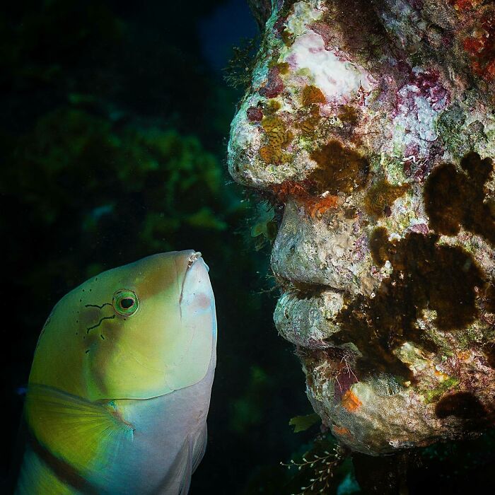A colorful fish facing an artistic underwater sculpture, promoting marine life and ocean art.