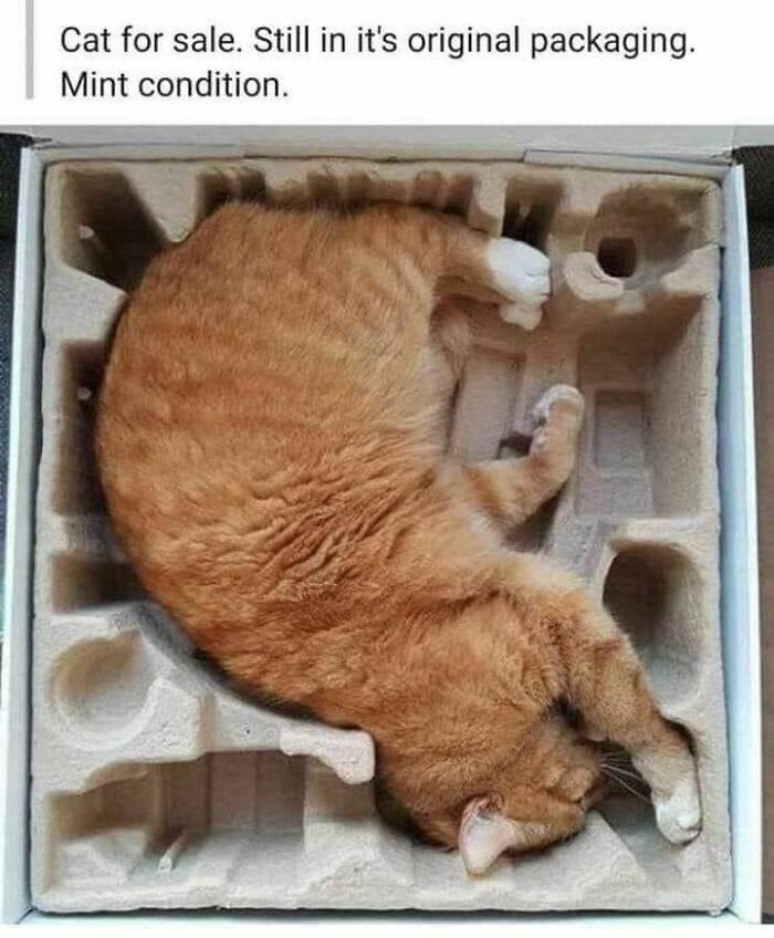 An orange cat meme curled up in a box, still in its original packaging, in mint condition.