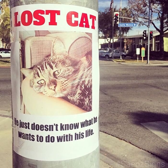 Chaotic sign: A lost cat poster with a funny caption He just doesnt know what he wants to do with his life.