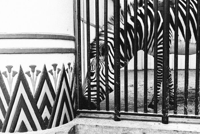 Jeffrey De Keyser's street photography presents a zebra in a cage, eating from the ground.