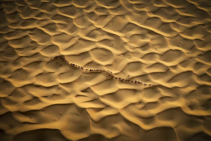 Aerial view of a camel caravan moving across a vast desert with sand dunes, capturing stunning wildlife photos.