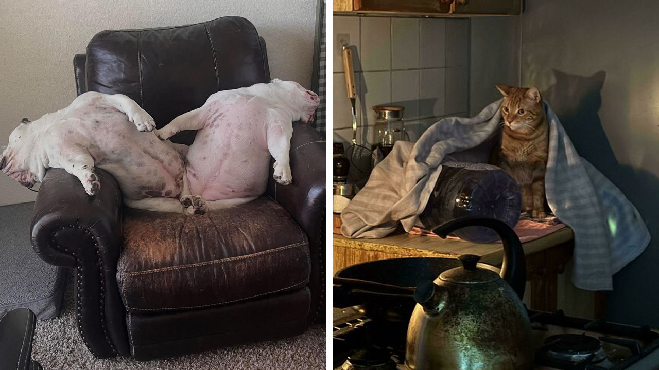 “Accidental Renaissance”: 102 Photos That Look Like They Should Belong In A Museum (New Pics)