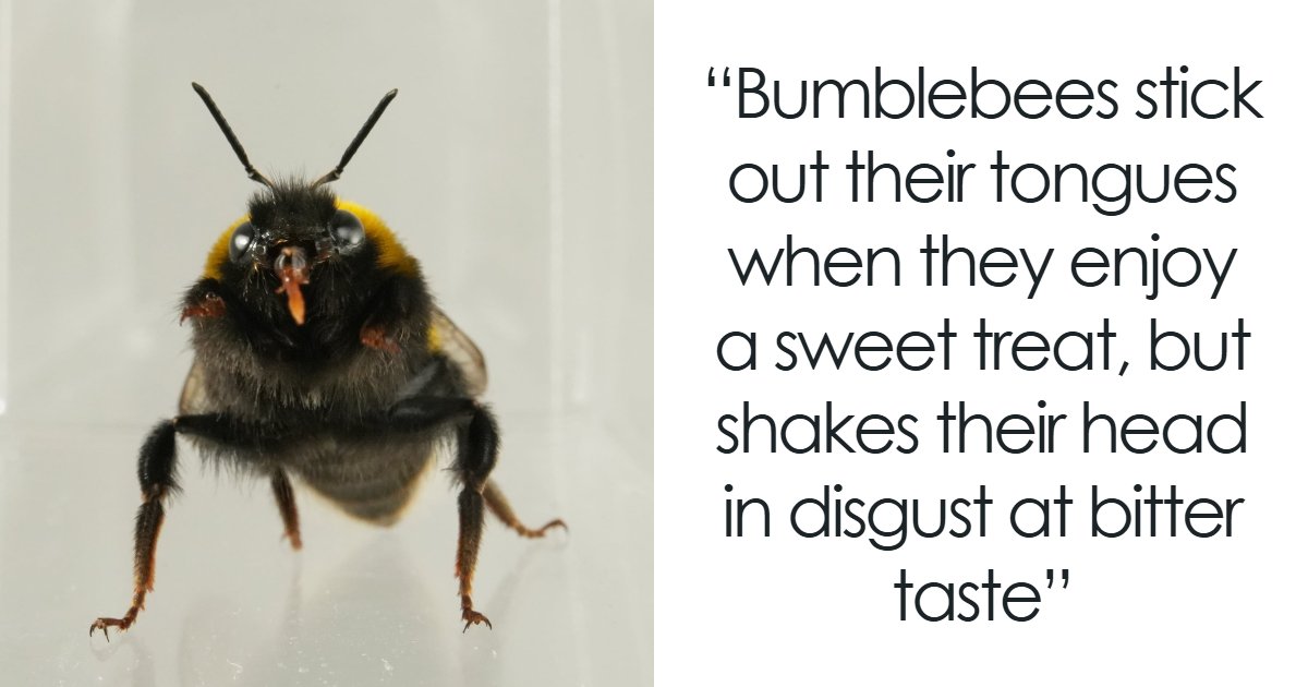 50 Fun And Interesting Facts To Add To Your Collection Of Random Knowledge (New Pics)