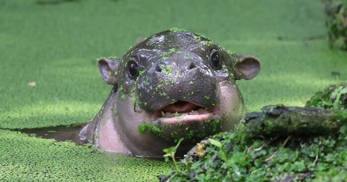 50 Random Animal Facts That Are So Fascinating You Might Lose Track Of Time Reading Them All (New Pics)
