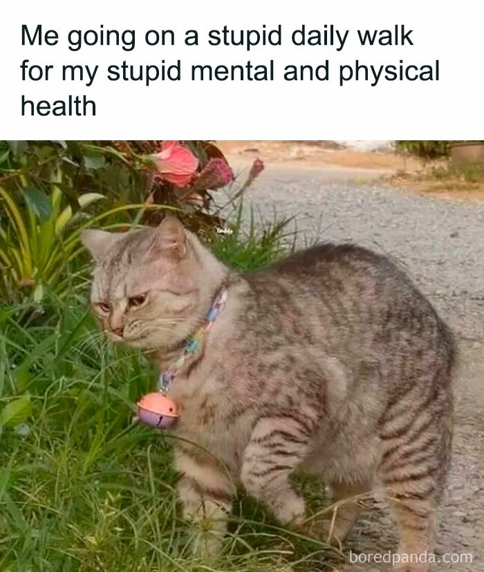 An annoyed cat going on a daily walk, a relatable meme for introverts.