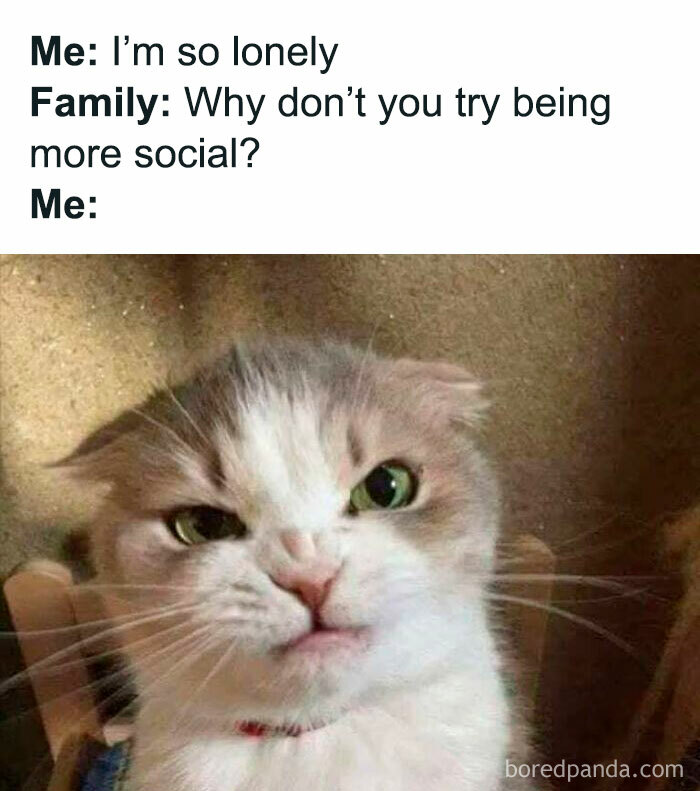Grumpy cat looking annoyed representing relatable memes for introverts being told to be social.