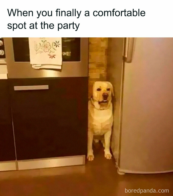 Relatable memes for introverts showing a dog squeezed in a kitchen corner at a party.