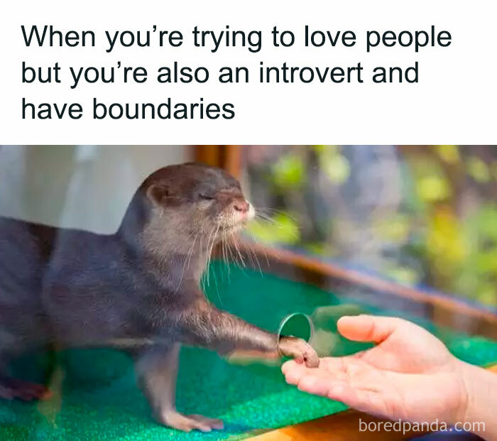 An otter reaching its paw through a hole to touch a human hand, illustrating introverts and boundaries.