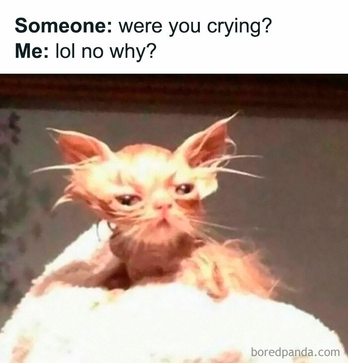 Memes for introverts featuring a hilarious wet orange kitten wrapped in a towel