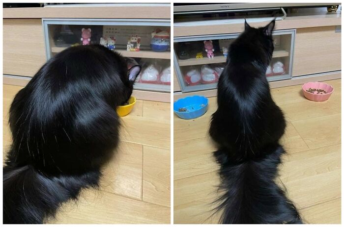 We Found These Hilarious And Heartwarming Cat Photos On The “Meaaaow” Facebook Page (40 Pics)