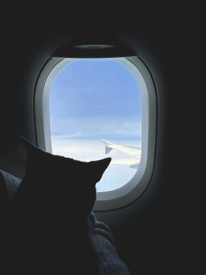 Cat looking out a cabin window at the airplane wing, highlighting cabin crew experiences.