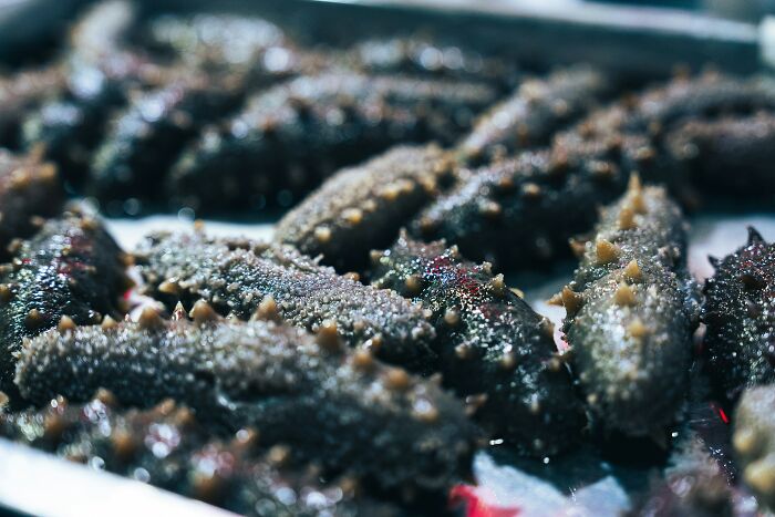 Close-up of many fresh sea cucumbers, a surprising thing wealthy people buy.
