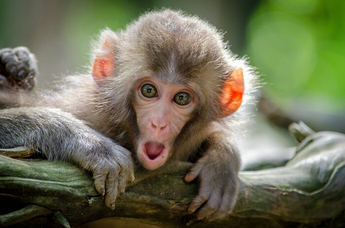 These 49 Animals Seem Cute But Zookeepers Say They Are A Total Nightmare
