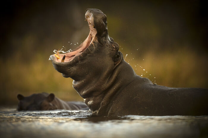 Stunning wildlife photos by Björn Persson: Hippopotamus with mouth wide open in the water, splashes around its face.