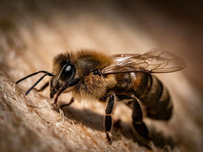 A close-up of a bee, a common trigger for strange patients with unusual medical fears.