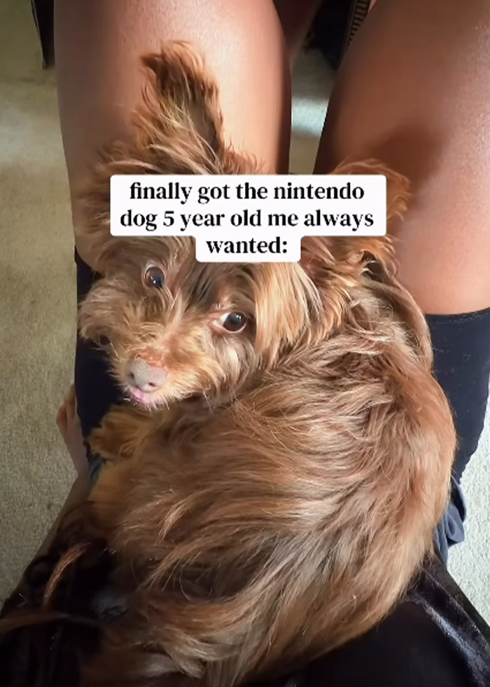 Small brown dog sitting on person's lap with nintendo dog text Small brown dog sitting on person's lap with nintendo dog text