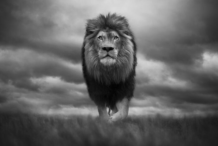 Stunning wildlife photos by Björn Persson: Black and white wildlife photo of a lion walking towards the camera.