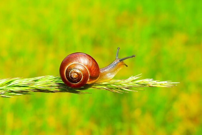 A snail crawling slowly, symbolizing strange patients and slow medical progress