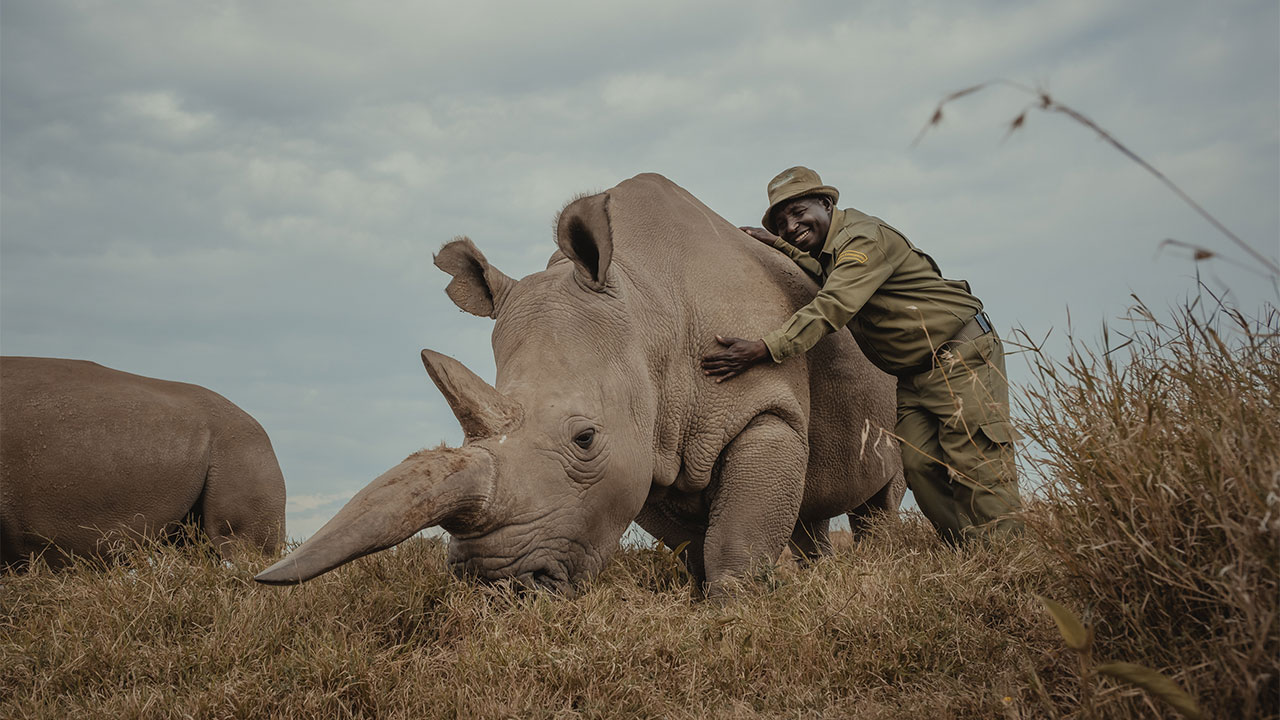 Last Northern White Rhinos Mital Patel