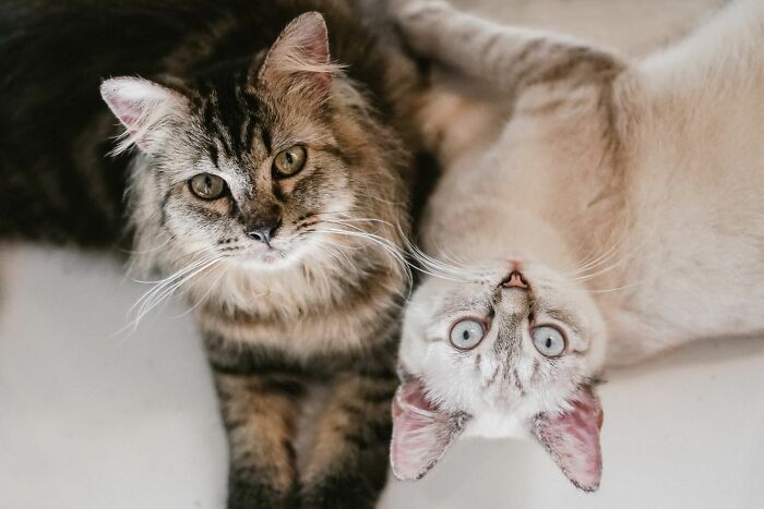 Two cats lying together, one looking up, representing a shift in domestic harmony, similar to marriage.