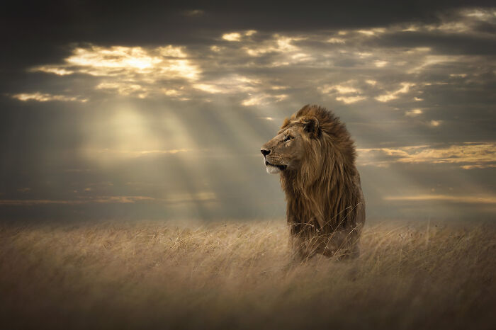 A regal lion standing in a golden field under a dramatic, sun-drenched sky, amazing wildlife photos by Björn Persson.