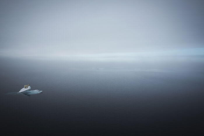 A polar bear resting on a small iceberg in a vast, misty sea, stunning wildlife photos by Björn Persson.