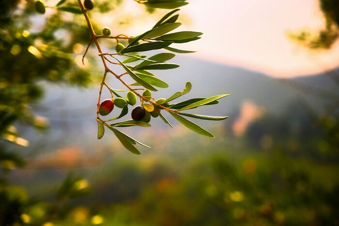 A close-up of an olive branch with green and ripening olives, suggesting cool facts about the universe's natural beauty.