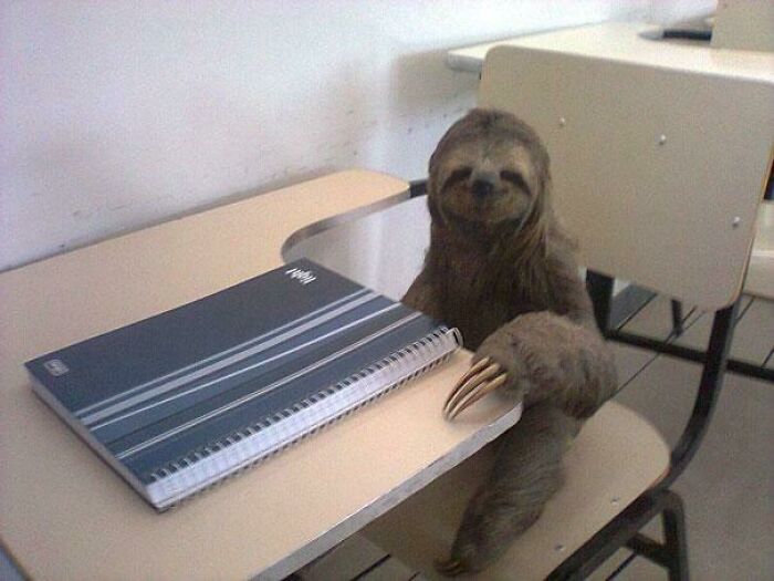 Unhinged image of a sloth sitting at a desk with a notebook.